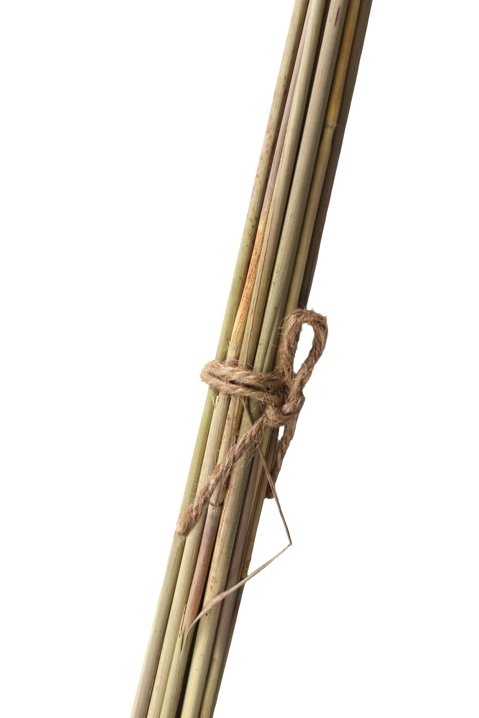 Dried China reed