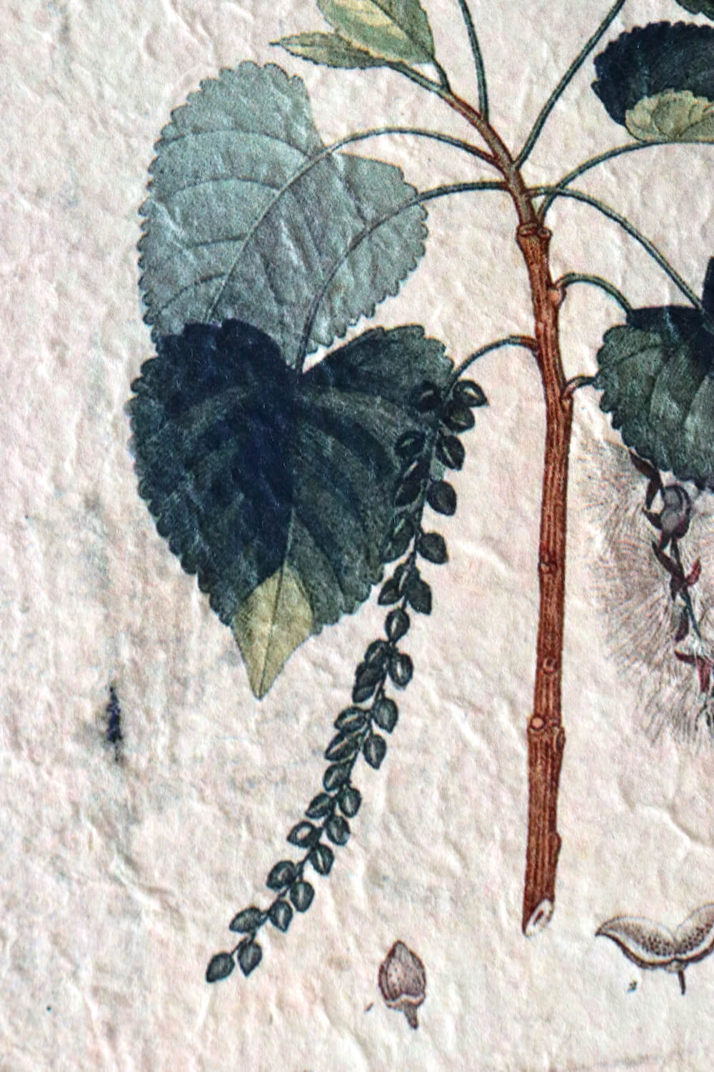 Pflanzenbilder auf Hadernpapier 4er Set