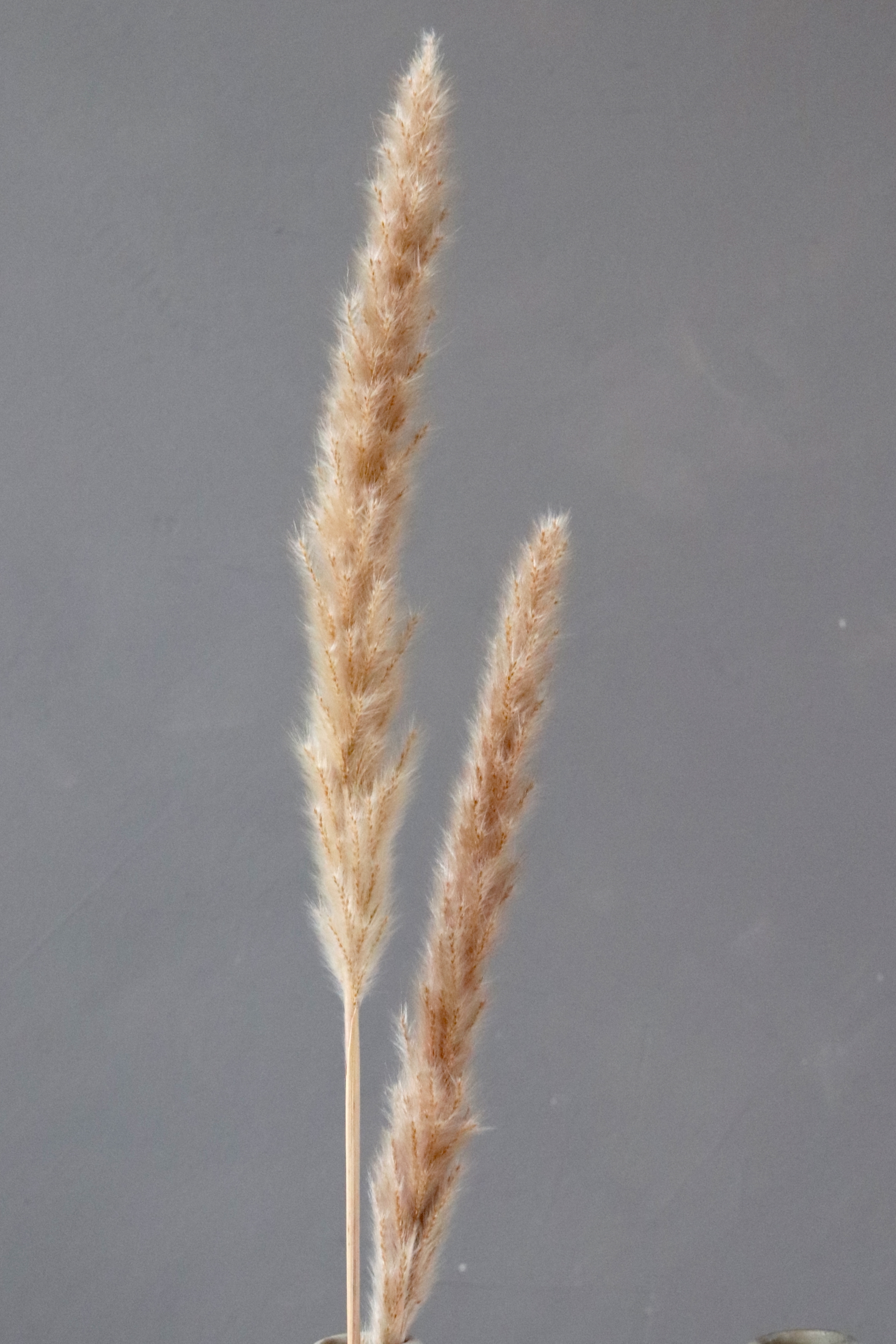 Dried China reed