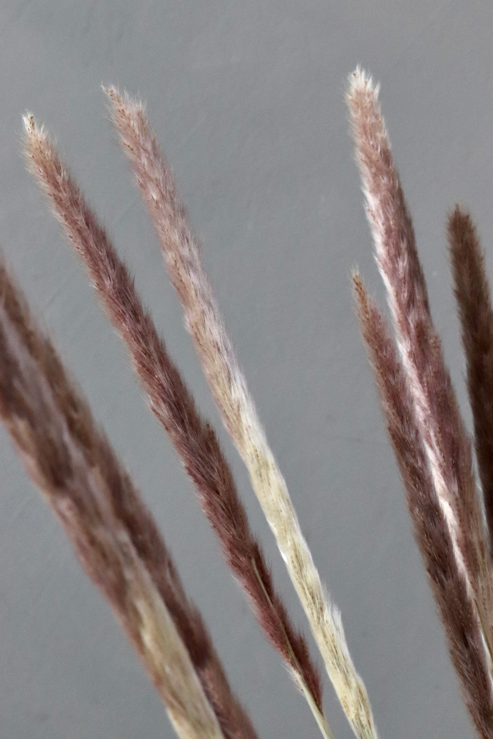 Dried China reed