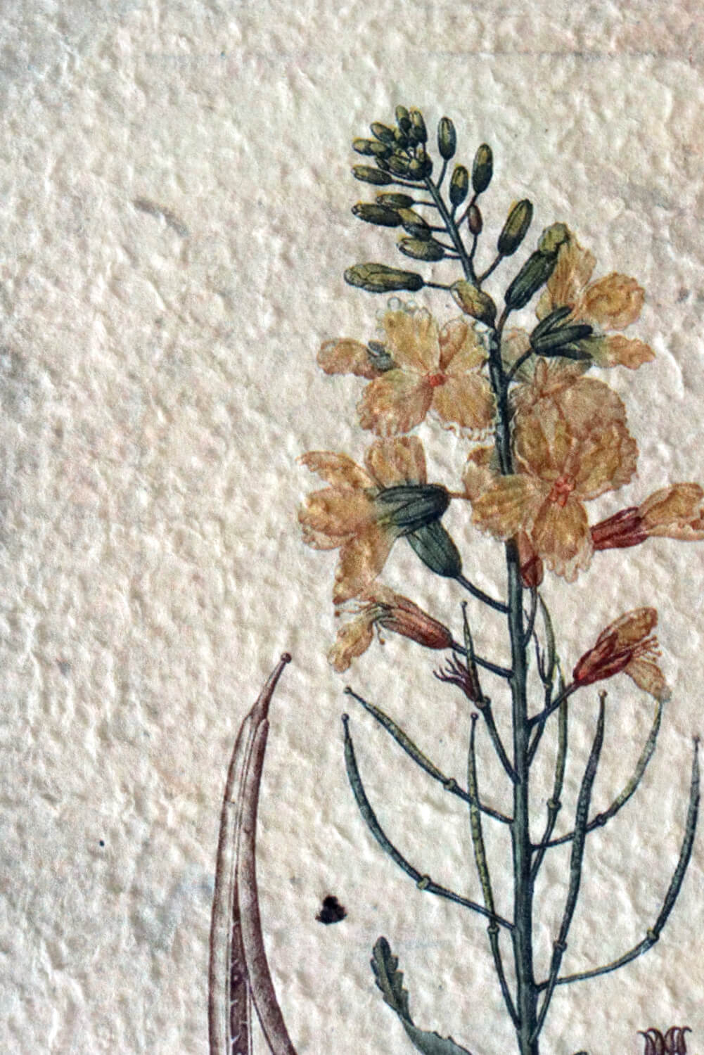 Pflanzenbilder auf Hadernpapier 4er Set